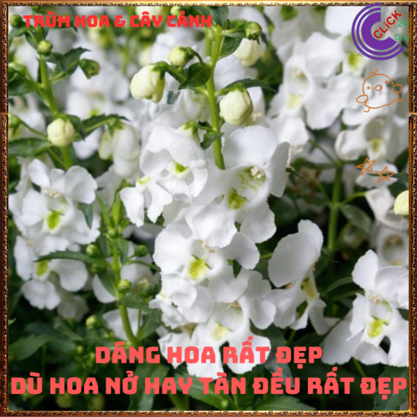 Chậu Hoa NGỌC HÂN màu trắng tinh khôi tuyệt đẹp siêu dễ thương️🎊 Hoa Mười Giờ Bonsai & Phụ Kiện