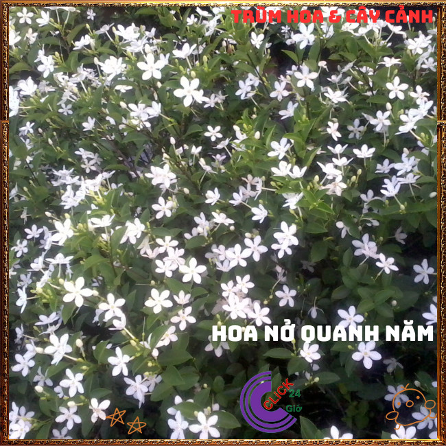 Chậu Hoa MAI CHỈ THIÊN nở đẹp quanh năm đem đến tốt lành và may mắn️💄Hoa Mười Giờ Bonsai & Phụ Kiện