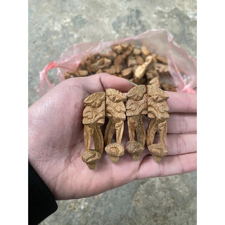 Chân quỳ tre lồng chim, chân quỳ voi tre già chân đục lồng chim chào mào