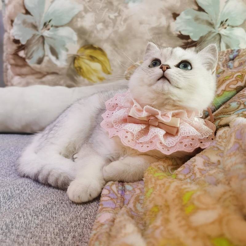 【Ready Stock】 Cat Dog Saliva Towel Pet Scarf Scarf Ins Style Bow Tie Photo Cute Jewelry Lace Bib Props mHtI