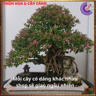 Cây Cây Sơ Ri Kiểng - Hồng Ngọc Mai Bonsai Siêu Hoa Quả Thơm Ngon️💄{{store}]