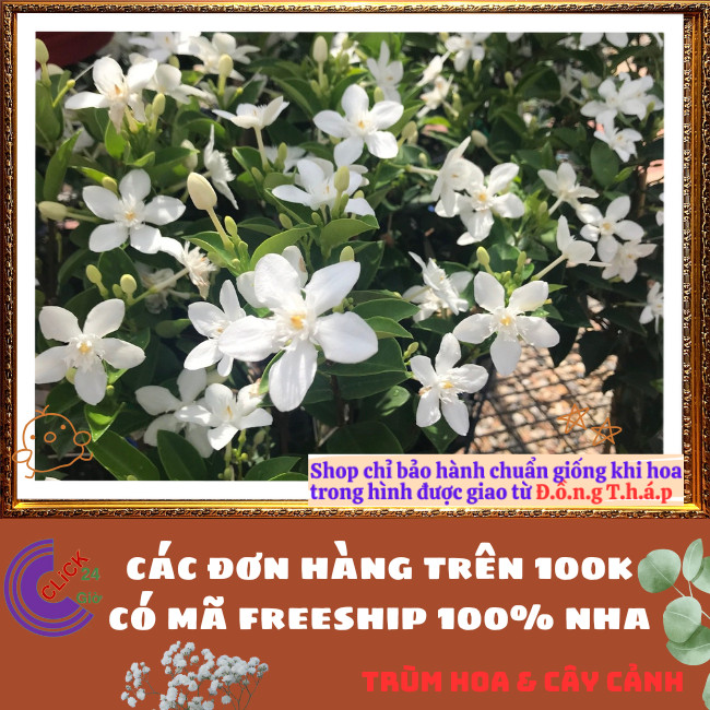 Chậu Hoa MAI CHỈ THIÊN nở đẹp quanh năm đem đến tốt lành và may mắn️💄Hoa Mười Giờ Bonsai & Phụ Kiện