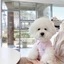 Chó Polo Áo Sơ Mi Quần Áo Chó Con Nhỏ Shih Tzu Quần Áo Mèo