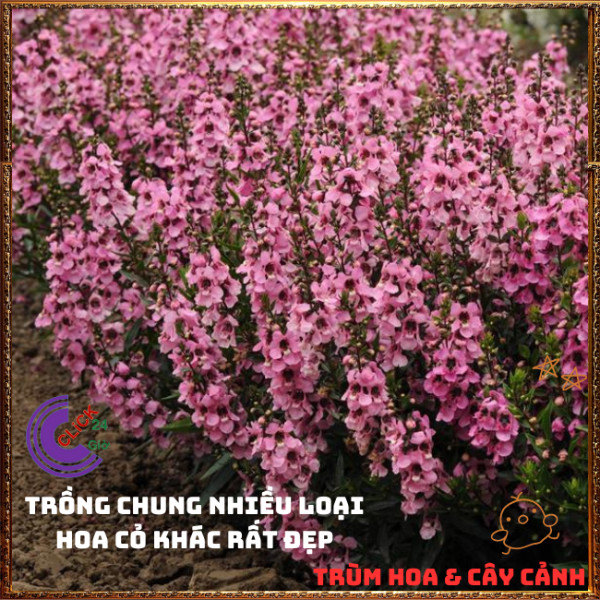 Chậu Hoa NGỌC HÂN màu hồng cổ siêu dễ thương nở quanh năm tuyệt đẹp️️🍔 TRÙM HOA VÀ CÂY CẢNH