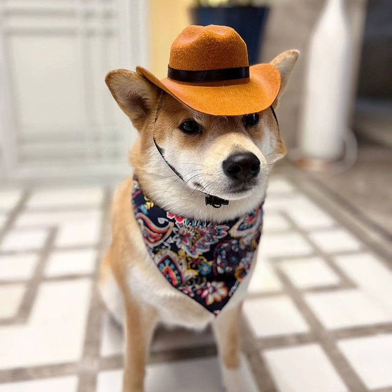 【Ready Stock】 Western Cowboy on the Run Cat Hat Dog Small Headwear Helmet Pet Photo Cute Cute Cute Mini 1YfM