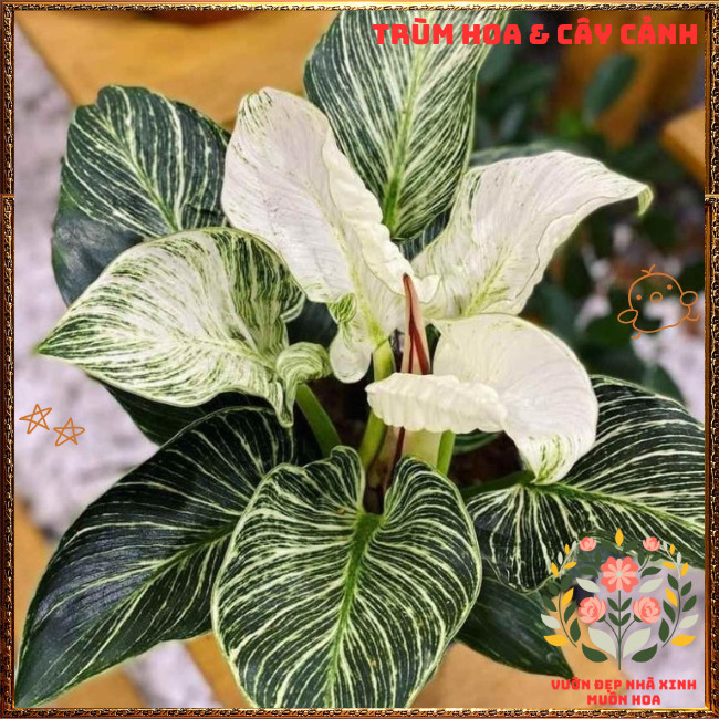 Chậu Hoa TRẦU BÀ ĐẾ VƯƠNG KIM CƯƠNG cây cảnh quý tộc sang trọng ️️🍔 TRÙM HOA VÀ CÂY CẢNH