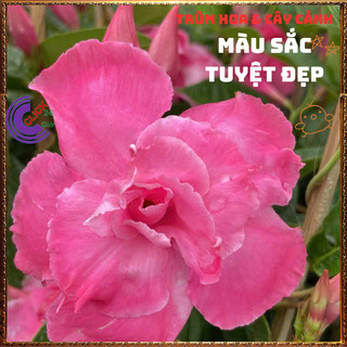 Chậu hoa HỒNG ANH CÁNH KÉP siêu bông leo khỏe nở quanh năm tuyệt đẹp️📩 Siêu Thị Hoa Và Cây Giống