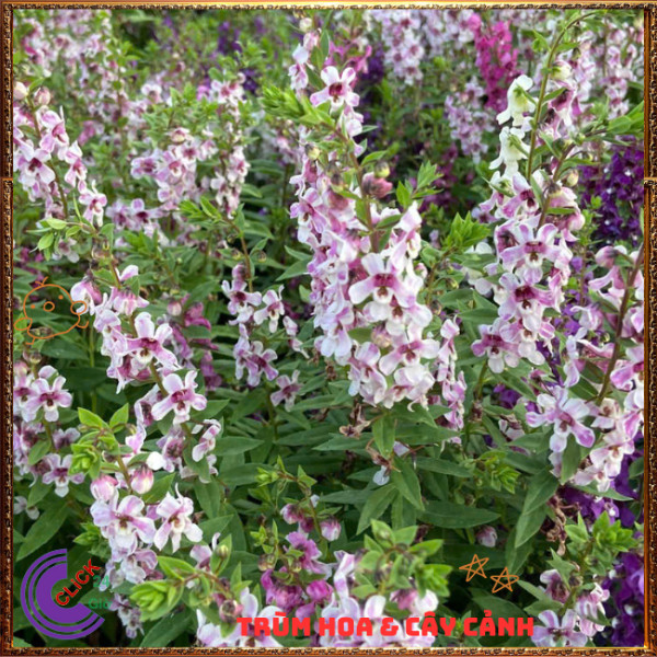 Chậu Hoa NGỌC HÂN màu song hỷ xinh xắn siêu dễ thương nở cả ngày ️🎊 Hoa Mười Giờ Bonsai & Phụ Kiện