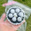 PS1 Siêu Mềm Đen Trắng Raspberry Tart Hello Kitty Squishy Đồ Chơi Mềm Chậm Rebound Giảm Căng Thẳng Fidget Đồ Chơi SP1