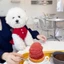 Chó Polo Áo Sơ Mi Quần Áo Chó Con Nhỏ Shih Tzu Quần Áo Mèo