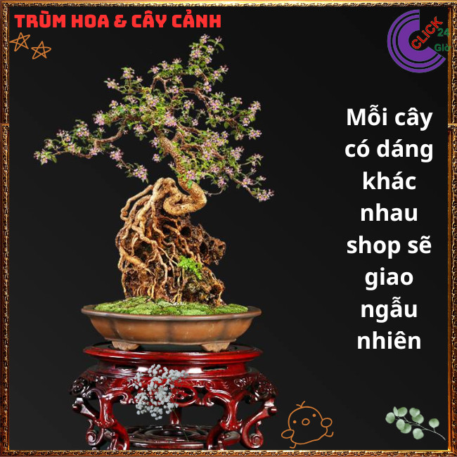 Cây Cảnh Bonsai Hồng Ngọc Mai Siêu Hoa Trái Cây Sơ Ri Cảnh Thơm⏰{{store ...