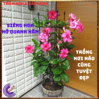 Chậu hoa HỒNG ANH CÁNH KÉP siêu bông leo khỏe nở quanh năm tuyệt đẹp️📩 Siêu Thị Hoa Và Cây Giống