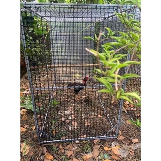 Lưới nhựa nguyên sinh 1m, 1,2m, 1,5m, 25M( hàng loại 1), lưới rào vườn, quây chuồng gà, làm sàn vịt, đai băng dính