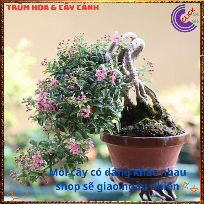 Chậu Hồng Ngọc Mai Bonsai Cổ Kính Đẹp và Thơm Cây Sơ Ri Cảnh Ăn Được⏰{{store}]