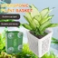 Móc treo cốc hút Giá đỡ thực vật bể cá bằng nhựa Chậu trồng cây Giỏ đựng chậu thủy sinh Trang trí cảnh quan [BK]