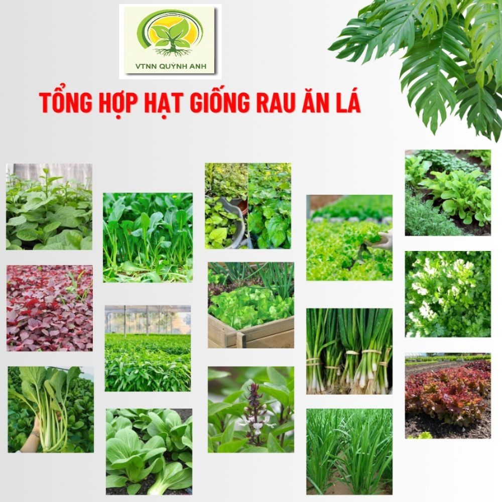 TỔNG HỢP HẠT GIỐNG RAU ĂN LÁ DỄ TRỒNG - - VTNNQUYNHANH | Shopee Việt Nam