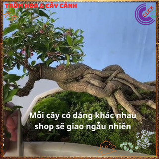 Cây Cây Sơ Ri Kiểng - Hồng Ngọc Mai Bonsai Siêu Hoa Quả Thơm Ngon💍{{store}]