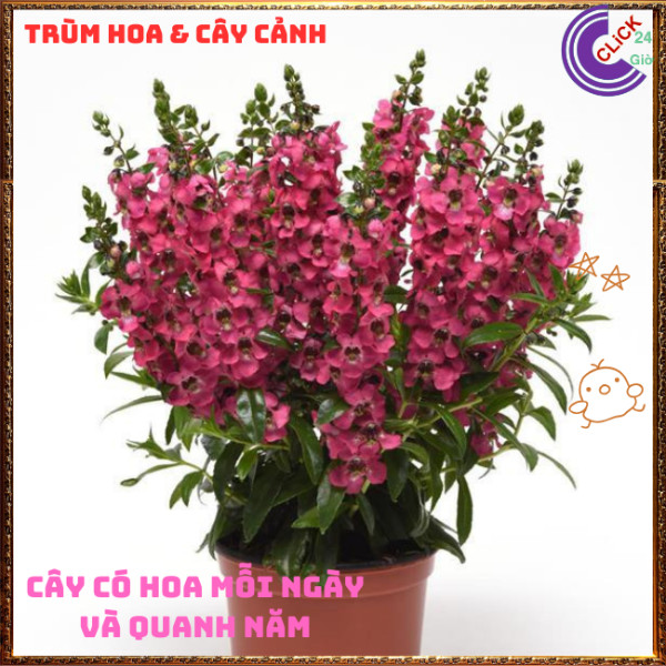 Chậu Hoa NGỌC HÂN màu hồng mới ngọt mắt tuyệt đẹp siêu dễ thương️🎊 Hoa Mười Giờ Bonsai & Phụ Kiện