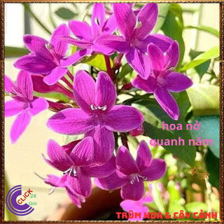 Chậu Hoa MAI CHỈ THIÊN Tím Hồng Xinh Xắn Siêu Siêng Hoa Quanh Năm⌛VƯỜN HOA CỔ TÍCH