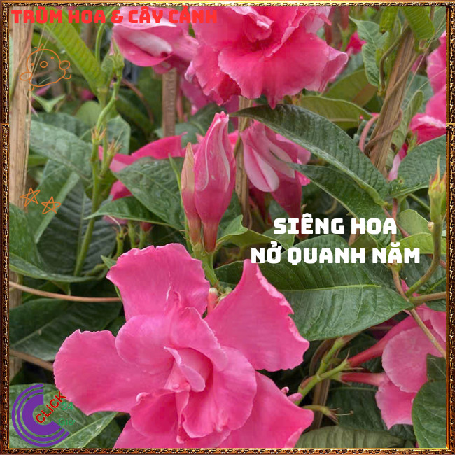 Chậu hoa HỒNG ANH CÁNH KÉP dây leo siêu bông nở quanh năm tuyệt đẹp️💄Hoa Mười Giờ Bonsai & Phụ Kiện