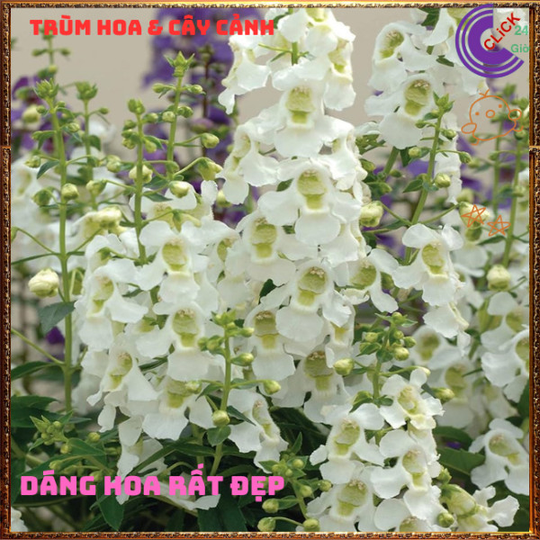 Chậu Hoa NGỌC HÂN màu trắng tinh khôi tuyệt đẹp siêu dễ thương️🎊 Hoa Mười Giờ Bonsai & Phụ Kiện