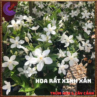 Chậu Hoa Mai Chỉ Thiên Màu Trắng Xinh Đẹp Dịu Dàng nở quanh năm ️📬 Làng Hoa Sa Đéc