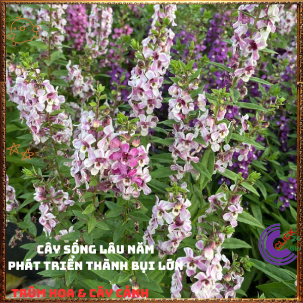 Chậu Hoa NGỌC HÂN màu song hỷ xinh xắn siêu dễ thương nở cả ngày ️🎊 Hoa Mười Giờ Bonsai & Phụ Kiện