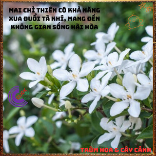 Chậu Hoa Mai Chỉ Thiên Màu Trắng Xinh Đẹp Dịu Dàng nở quanh năm ️📜 Hoa Đẹp Dễ Trồng