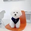Chó Polo Áo Sơ Mi Quần Áo Chó Con Nhỏ Shih Tzu Quần Áo Mèo