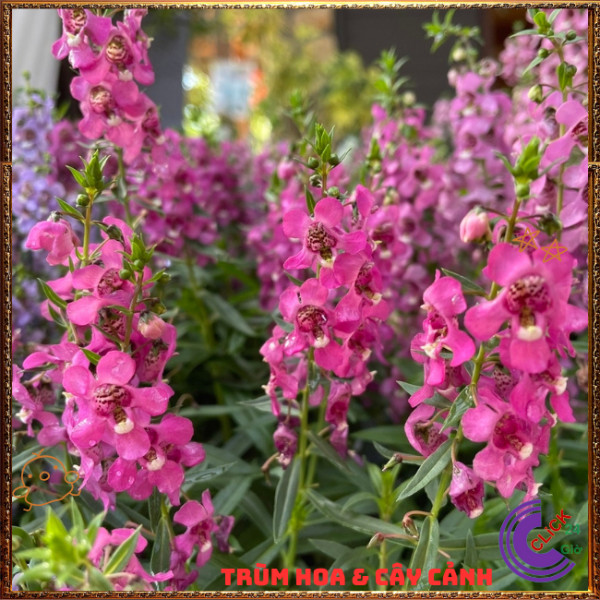 Chậu Hoa NGỌC HÂN màu hồng mới ngọt mắt tuyệt đẹp siêu dễ thương️🎊 Hoa Mười Giờ Bonsai & Phụ Kiện