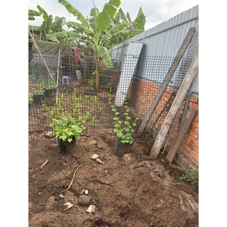 Lưới nhựa nguyên sinh dài 25M cao từ 1m,1m2,1m5 ô 3x4cm, lưới dùng làm hàng rào, chăn nuôi gà vịt