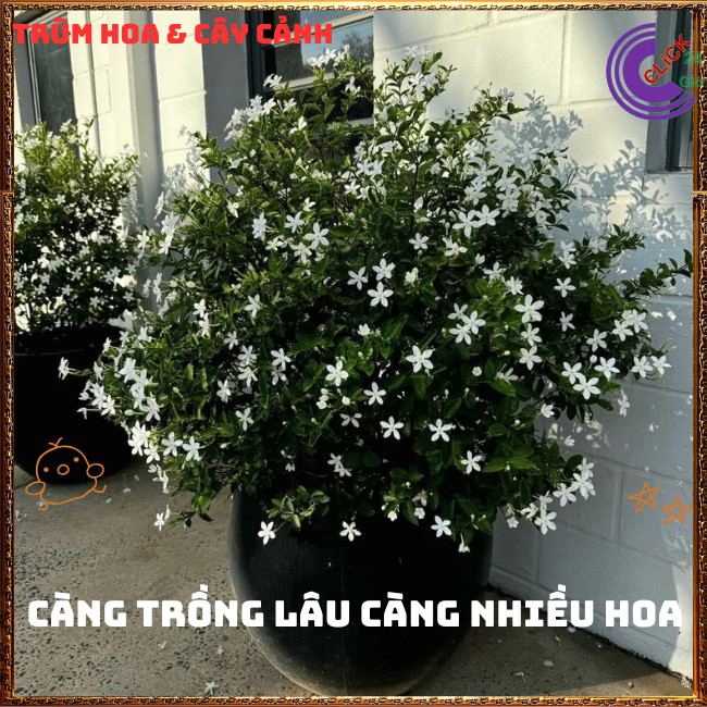 Chậu Hoa MAI CHỈ THIÊN TRẮNG sáng đẹp như những ngôi sao nhỏ xinh️️🍔 TRÙM HOA VÀ CÂY CẢNH