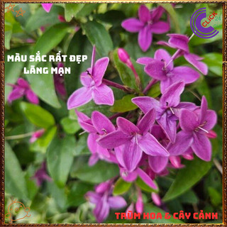 Chậu Hoa MAI CHỈ THIÊN Tím Hồng Xinh Xắn Siêu Siêng Hoa Quanh Năm⌛VƯỜN HOA CỔ TÍCH