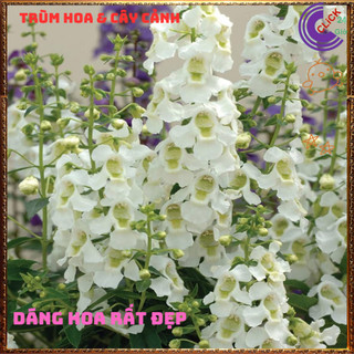 Chậu Hoa NGỌC HÂN màu trắng tinh khôi tuyệt đẹp sáng bừng siêu xinh️🌭 Làng Hoa Sa Đéc