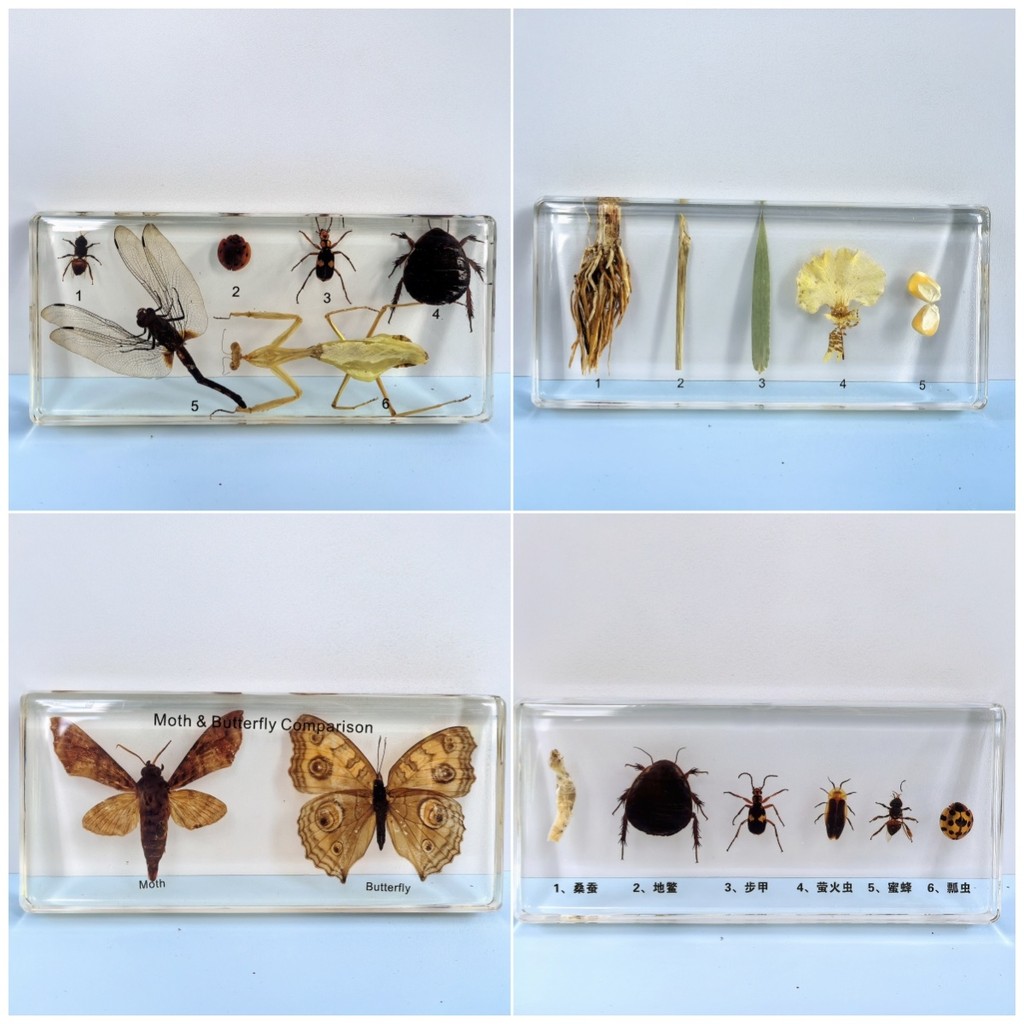 16cm Super Large Insect Specimen Life History Real Kindergarten ...