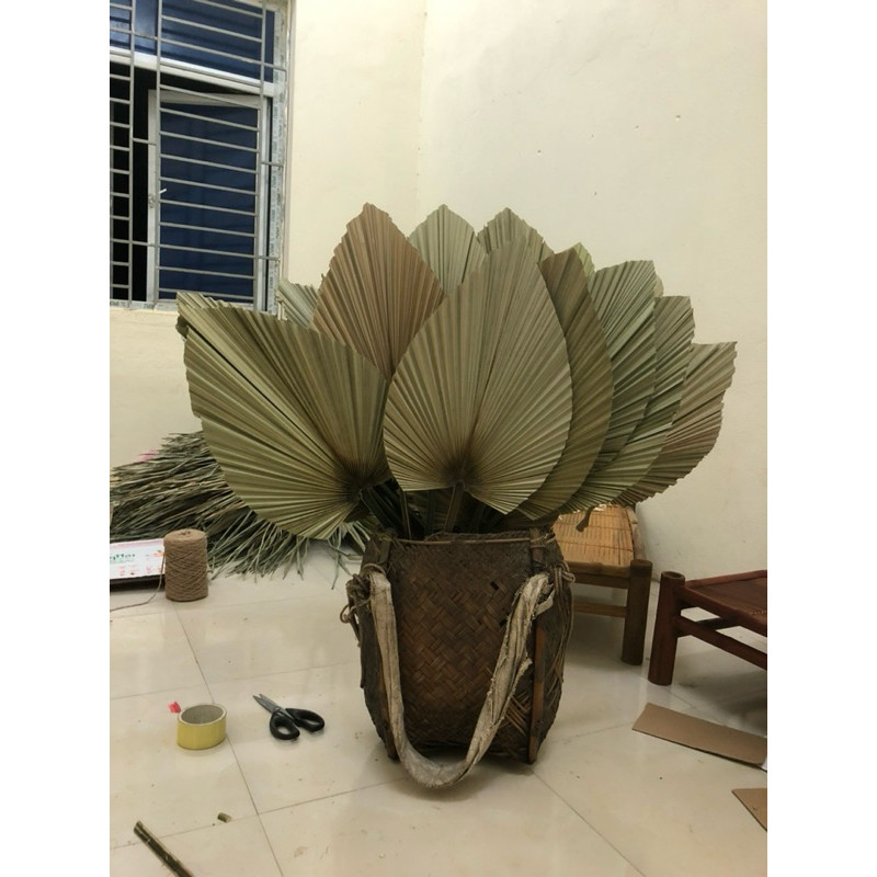 lá cọ khô tự nhiên trang trí , deco nhà cửa , chụp hình (chuyên sie sll ...