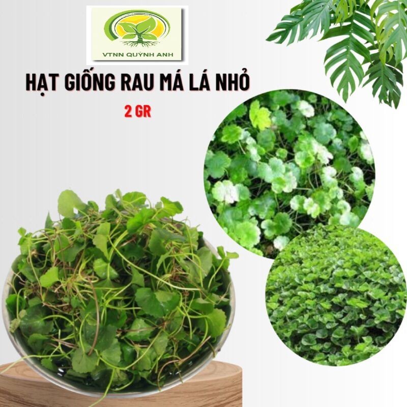 HẠT GIỐNG RAU MÁ LÁ NHỎ - VTNNQUYNHANH | Shopee Việt Nam