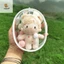 Pengtao14 10CM Sang Trọng Búp Bê Ra Túi PVC Trong Suốt Búp Bê Cotton Hiển Thị Trong Suốt Túi Bảo Quản Trong Suốt Cho Anime Hoạt Hình Búp Bê Mới