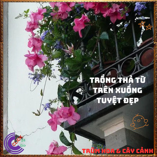 Chậu hoa HỒNG ANH CÁNH KÉP dây leo nở quanh năm to đẹp rất dễ trồng ️🎊Hoa Đẹp Dễ Trồng