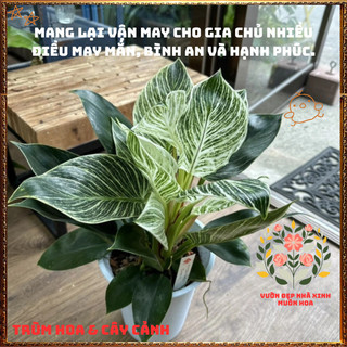 Chậu Cây TRẦU BÀ ĐẾ VƯƠNG KIM CƯƠNG thu hút tài lộc và may mắn️📜 Hoa Đẹp Dễ Trồng