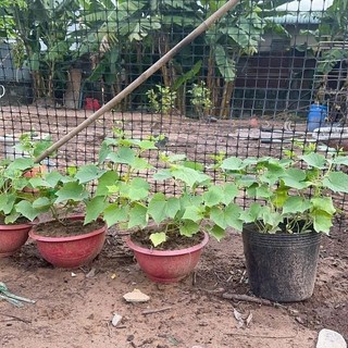 Lưới nhựa nguyên sinh 1,8m, 2m dài 20m lưới rào vườn, quây chuồng gà, làm sàn vịt