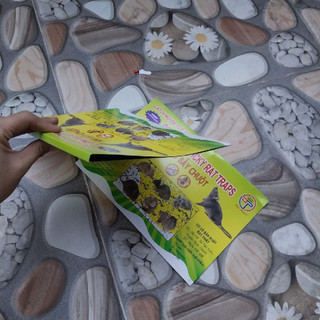 combo 10 miếng Keo Dán Chuột.MIẾNG KEO DÁN CHUỘT BÌA XANH