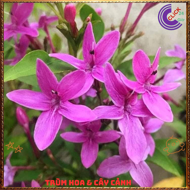 Chậu Hoa MAI CHỈ THIÊN Tím Hồng Xinh Xắn Siêu Siêng Hoa Quanh Năm️💄Hoa Mười Giờ Bonsai & Phụ Kiện