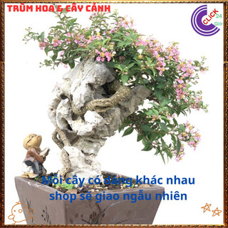 Cây Cảnh Bonsai Hồng Ngọc Mai Siêu Hoa Trái Cây Sơ Ri Cảnh Thơm💍{{store}]
