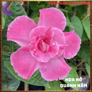 Chậu hoa HỒNG ANH CÁNH KÉP siêu bông leo khỏe nở quanh năm tuyệt đẹp️📦 MiMa market