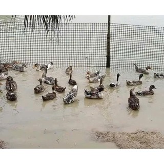 Lưới nhựa nguyên sinh 1,8m, 2m dài 20m lưới rào vườn, quây chuồng gà, làm sàn vịt