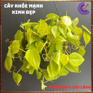 Chậu TRẦU BÀ VÀNG siêu xinh cây trồng trong nhà ưa mát lọc không khí️🌭Hoa Mười Giờ Bonsai & Phụ Kiện