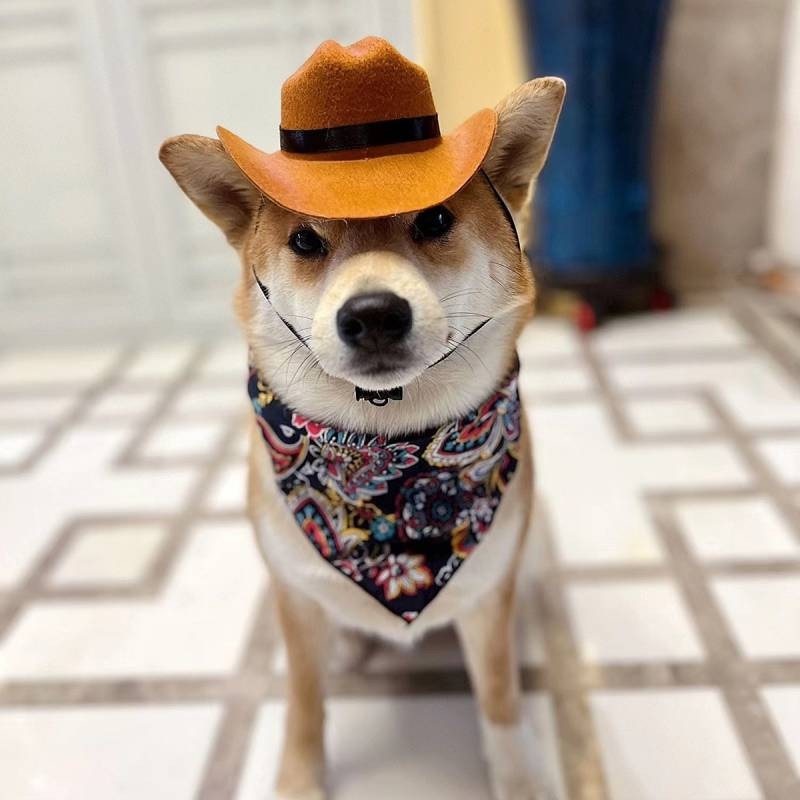 【Ready Stock】 Western Cowboy on the Run Cat Hat Dog Small Headwear Helmet Pet Photo Cute Cute Cute Mini 1YfM
