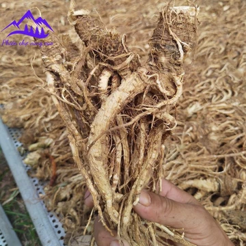 Củ sâm đương quy khô Lai Châu loại 1 sấy lạnh từ sâm đương quy tươi Sìn Hồ giúp bổ huyết, tăng sức đề kháng