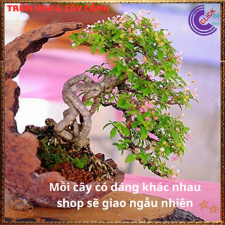 Cây Cảnh Bonsai Hồng Ngọc Mai Siêu Hoa Trái Cây Sơ Ri Cảnh Thơm️💄{{store}]